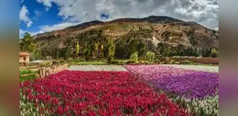 La CIUDAD DE LAS FLORES: descubre que LOCALIDAD PERUANA recibe este nombre y cuántas especies florales alberga