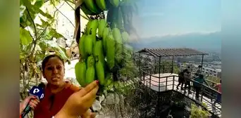 La familia peruana que resguarda una selva escondida en San Juan de Lurigancho hace más de 40 años La familia peruana que resguarda una selva escondida en San Juan de Lurigancho hace más de 40 años