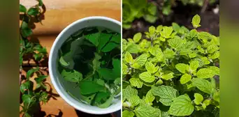 La planta medicinal que se usaba desde el tiempo de los incas para combatir la gastritis: crece en Los Andes
