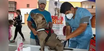 Municipalidad de Lima y Santa Anita ofrecen campaña gratuita para mascotas en julio: descubre los servicios disponibles y fechas