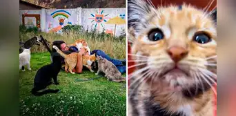 El peruano que pasó de limpiar baños en EE. UU. a fundar el refugio para gatos más grande del Perú: "El abandono no termina"