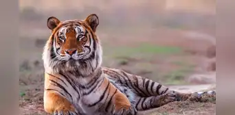 ➣ Soñar con tigres: qué SIGNIFICA y cuál es su interpretación ➣ Soñar con tigres: qué SIGNIFICA y cuál es su interpretación