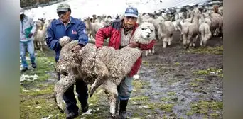La otra cara de las lujosas prendas de fibra de alpaca La otra cara de las lujosas prendas de fibra de alpaca