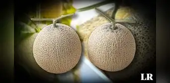 Descubre el melón Yubari: La fruta más cara del mundo que cuesta $11,000 y se cultiva en Japón Descubre el melón Yubari: La fruta más cara del mundo que cuesta $11,000 y se cultiva en Japón