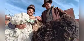 La otra cara de las lujosas prendas de fibra de alpaca