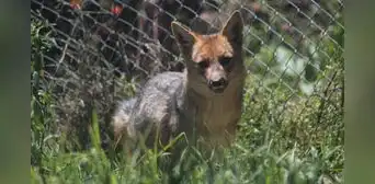 ¡Histórico! Por primera vez el PJ reconoce los derechos de un animal y falla a favor del zorrito 'Run Run' ¡Histórico! Por primera vez el PJ reconoce los derechos de un animal y falla a favor del zorrito 'Run Run'