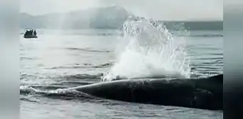 Ballena lucha por salvar a su cría que quedó atrapada entre las redes de pesca en mar de Tumbes