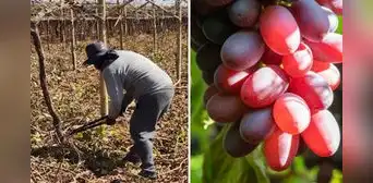 Multinacional logra que productor peruano retire 110 hectáreas de uvas plantadas de forma ilegal
