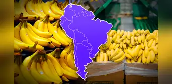 El país de Sudamérica líder en exportación de plátano del mundo: supera a Brasil y Colombia El país de Sudamérica líder en exportación de plátano del mundo: supera a Brasil y Colombia