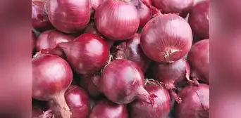 Se viene sobreoferta de ají, cebolla, zapallo y tomate: precios en mercados podrían desplomarse
