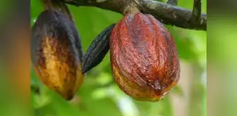 El cacao de Amazonas tendrá su propio Consejo Regulador de la Denominación de Origen El cacao de Amazonas tendrá su propio Consejo Regulador de la Denominación de Origen