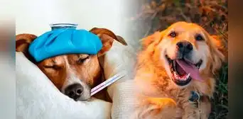 Día mundial del perro: ¿cuáles son las 5 enfermedades más comunes en los canes y cómo mantenerlos saludables?