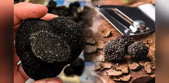 El 'diamante de la cocina' que crece en Sudamérica y es el cultivo más rentable del mundo: se vende en US$4.000 el kilo El 'diamante de la cocina' que crece en Sudamérica y es el cultivo más rentable del mundo: se vende en US$4.000 el kilo