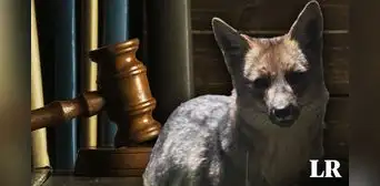 Caso zorrito Run Run: mantener animales silvestres en los zoológicos sería un espectáculo de sufrimiento Caso zorrito Run Run: mantener animales silvestres en los zoológicos sería un espectáculo de sufrimiento