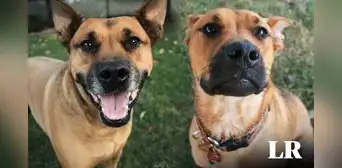 Investigadores evidencian que los perros detectan el olor del estrés en las personas y cambian su comportamiento