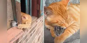 Gatito y ratón protagonizan clip viral y usuarios bromean: “Tom y Jerry en la vida real” Gatito y ratón protagonizan clip viral y usuarios bromean: “Tom y Jerry en la vida real”