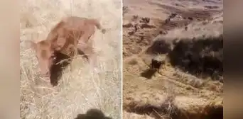 Peruano se acercó a ternerito y terminó siendo perseguido por todo el ganado: “Corre, Forrest, corre"