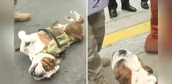 Conoce a Velox, el perro matemático del Gran Desfile Civico Militar 2024: suma y resta con ladridos Conoce a Velox, el perro matemático del Gran Desfile Civico Militar 2024: suma y resta con ladridos