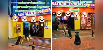 Perros ‘hacen cola’ para entrar a tragamonedas y en redes les dicen: “Firulais ludo-patas” Perros ‘hacen cola’ para entrar a tragamonedas y en redes les dicen: “Firulais ludo-patas”