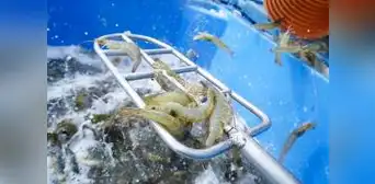 Langostino blanco peruano en crisis: producción nacional caería a la mitad en 2024 Langostino blanco peruano en crisis: producción nacional caería a la mitad en 2024