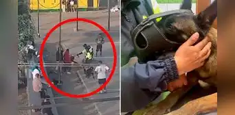 Maltrato animal: Sujetos atacan con piedra a integrante de la unidad canina de La Molina Maltrato animal: Sujetos atacan con piedra a integrante de la unidad canina de La Molina