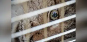 El país de América Latina que superó a Chile y Brasil como el que más crueldad animal infringe en el mundo El país de América Latina que superó a Chile y Brasil como el que más crueldad animal infringe en el mundo