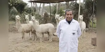 Genética molecular para mejorar la fibra de alpaca