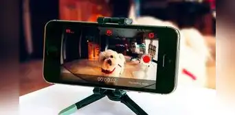 ¿Tienes un celular antiguo? Así puedes volverlo una cámara de vigilancia para tus mascotas ¿Tienes un celular antiguo? Así puedes volverlo una cámara de vigilancia para tus mascotas