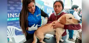 ‘VanCan 2024': Minsa alista campaña de vacunación contra la rabia a más de 3 millones perros a nivel nacional ‘VanCan 2024': Minsa alista campaña de vacunación contra la rabia a más de 3 millones perros a nivel nacional