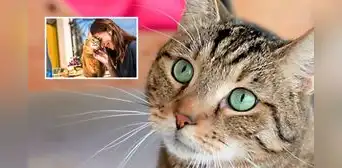 HOY es el Día del Gato 2024: ¿por qué se celebra el 8 de agosto y en otras dos fechas más en el año? HOY es el Día del Gato 2024: ¿por qué se celebra el 8 de agosto y en otras dos fechas más en el año?