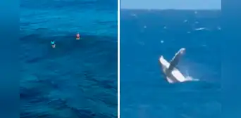 Ballena se roba el show durante finales de surf en París 2024 y usuarios reaccionan: “Les dio cátedra” Ballena se roba el show durante finales de surf en París 2024 y usuarios reaccionan: “Les dio cátedra”