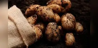 Producción agrícola se modera en junio, pero anota crecimiento de 6,6% al primer semestre 2024 Producción agrícola se modera en junio, pero anota crecimiento de 6,6% al primer semestre 2024