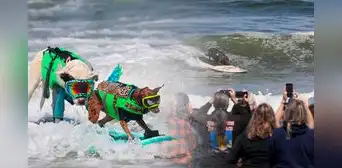 Mundial de surf para perros 2024: así se vivió en imágenes el campeonato de caninos con sus dueños en Estados Unidos Mundial de surf para perros 2024: así se vivió en imágenes el campeonato de caninos con sus dueños en Estados Unidos