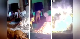 Perro muerde batería de litio, causa explosión y genera incendio: accidente fue captado en VIDEO Perro muerde batería de litio, causa explosión y genera incendio: accidente fue captado en VIDEO