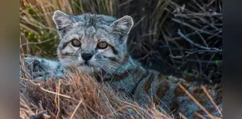 El gato 'fantasma' que vive en Sudamérica y es uno de los felinos más amenazados del mundo El gato 'fantasma' que vive en Sudamérica y es uno de los felinos más amenazados del mundo