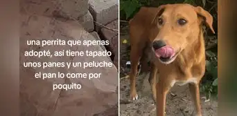 Joven adopta a perrita callejera y descubre su conmovedor hábito: "Sufrió mucho" Joven adopta a perrita callejera y descubre su conmovedor hábito: "Sufrió mucho"