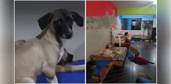 Detonan explosivo en albergue de perros: extorsionadores exigen S/20.000 al dueño del negocio