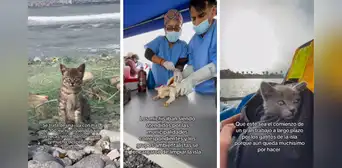 La isla del CALLAO con más de 100 gatos abandonados: varios tenían quemaduras por la exposición al sol La isla del CALLAO con más de 100 gatos abandonados: varios tenían quemaduras por la exposición al sol