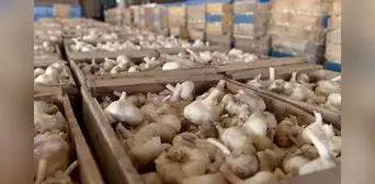 Especulación y sequías llevan el kilo de ajo a más de S/40
