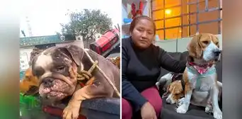 Rescatan a 7 de casi 30 perros abandonados en casa de SJM: varios murieron por falta de comida y asfixia Rescatan a 7 de casi 30 perros abandonados en casa de SJM: varios murieron por falta de comida y asfixia