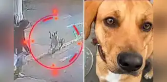 Perrito 'Gringo' frusta asalto en grifo en el cruce de Av. Los Incas con Sinchi Rocas en Comas