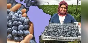 Sudamérica tiene el país con mayor exportación de arándanos, el 'oro azul' que previene enfermedades al corazón Sudamérica tiene el país con mayor exportación de arándanos, el 'oro azul' que previene enfermedades al corazón