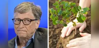 Bill Gates no cree que plantar árboles solucione el cambio climático: "Es un completo sinsentido"