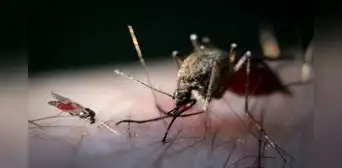 La fiebre de Oropouche: la enfermedad que ha causado 2 muertes en Brasil y alerta a América Latina