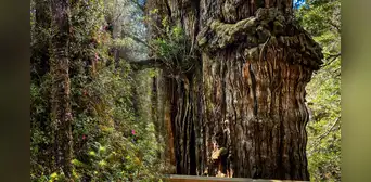 El árbol más antiguo del mundo está en América Latina y creció antes de Cristo: tiene alrededor de 5.400 años El árbol más antiguo del mundo está en América Latina y creció antes de Cristo: tiene alrededor de 5.400 años