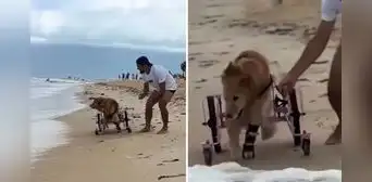 Perro que no puede caminar tiene su primer encuentro con el mar: la emotiva reacción es viral Perro que no puede caminar tiene su primer encuentro con el mar: la emotiva reacción es viral