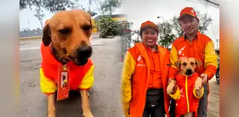 ¡Un héroe! Perrito que frustró robo en grifo en Comas fue ‘contratado’ por Primax: antes era callejerito