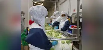 Empleos generados por exportaciones crecieron 4,6% en primer semestre Empleos generados por exportaciones crecieron 4,6% en primer semestre