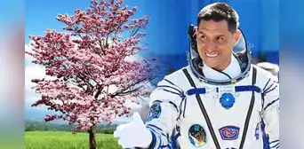 El primer árbol que nació de "semillas espaciales" en América Latina: fueron traídas por el astronauta Frank Rubio