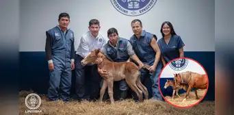 ¡Histórico! Perú logra el primer clon de caballo peruano de paso en Amazonas ¡Histórico! Perú logra el primer clon de caballo peruano de paso en Amazonas